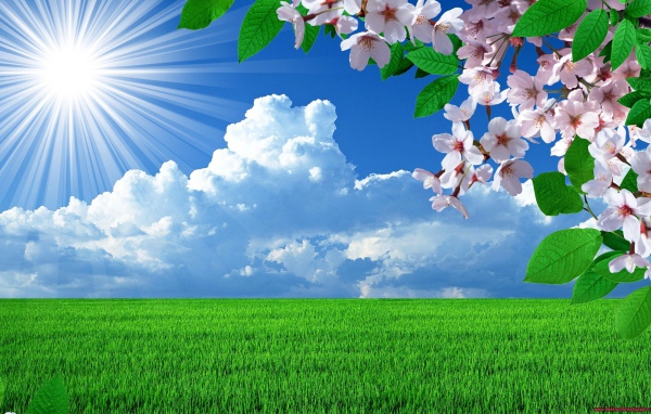 Солнечная погода весной в поле