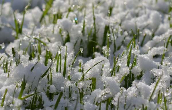 Молодая весенняя трава из под снега