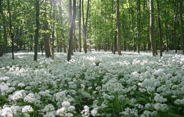 	   Spring flowers in the forest