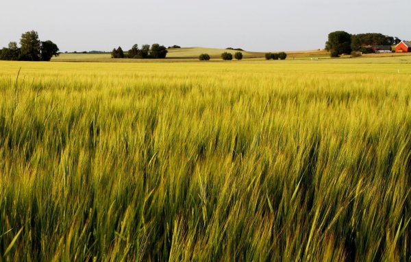 Зеленое летнее поле