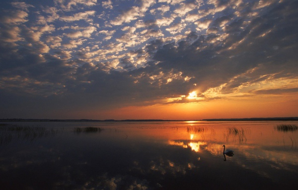 Одинокий лебедь на озере