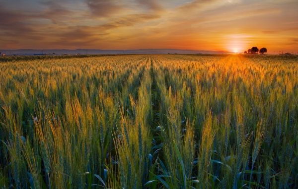 Закат над полем в Калифорнии