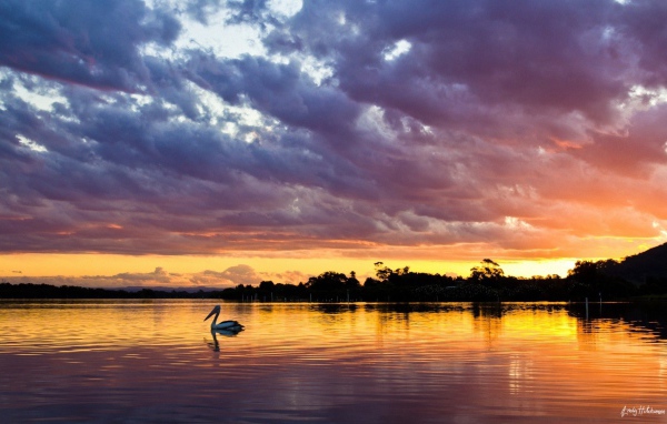 Sunset over the lake with a bird