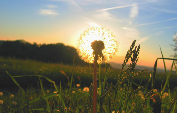 Солнце за одуванчиком