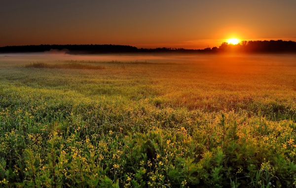 Солнце садится за лес