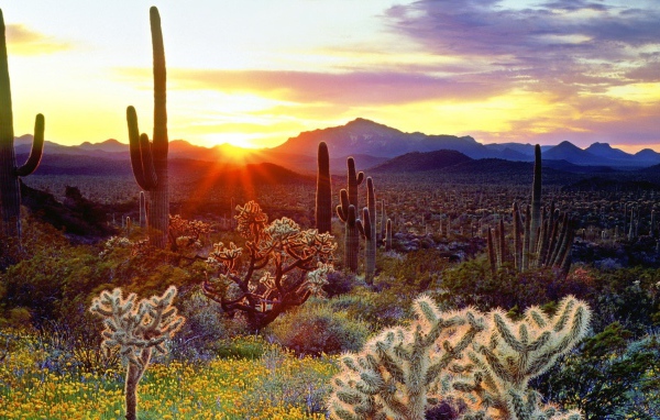 Растительность пустыни на закате