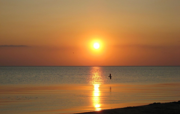 Птица над морем на закате