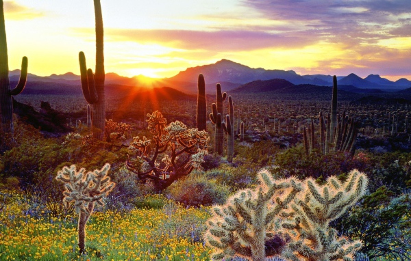 Закат над кактусами