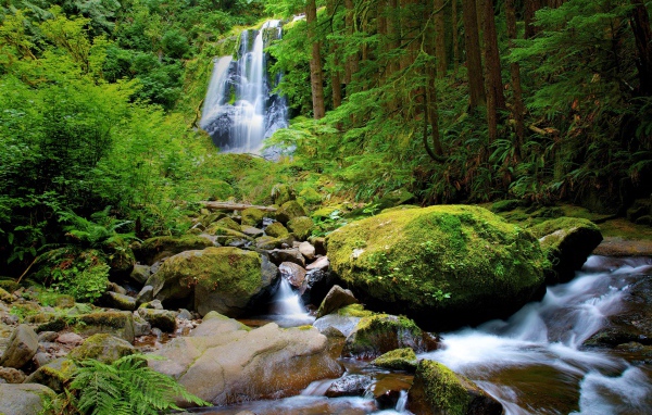 Водопад в густом лесу
