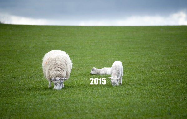 Новый Год овечки 2015