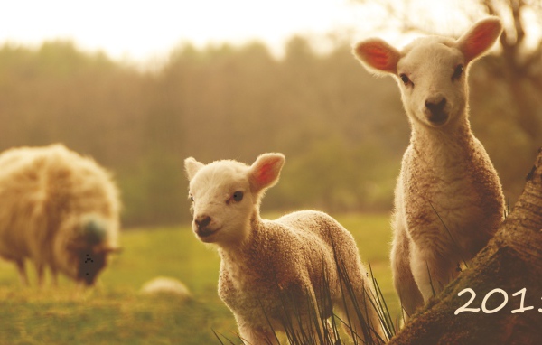 Новый Год 2015 овечки