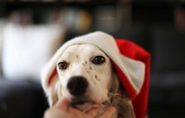 Собака встречает Новый год