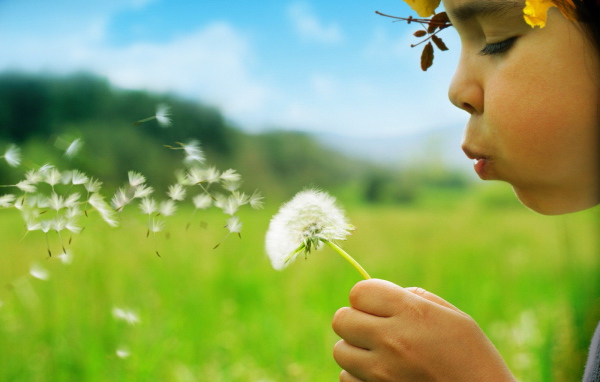 Маленькая девочка дует на одуванчик
