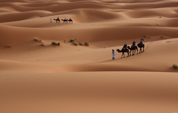 Поездка на верблюдах по пустыне