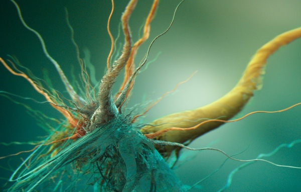 Сплетение корней