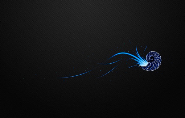 Ракушка на черном фоне