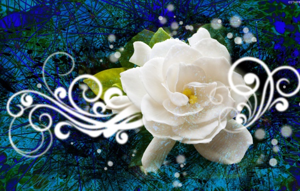 Абстракция с белой розой