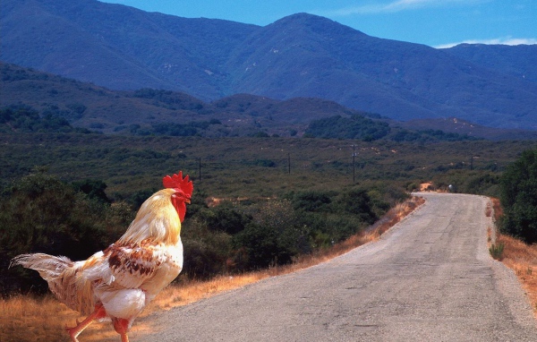 Петух переходит дорогу