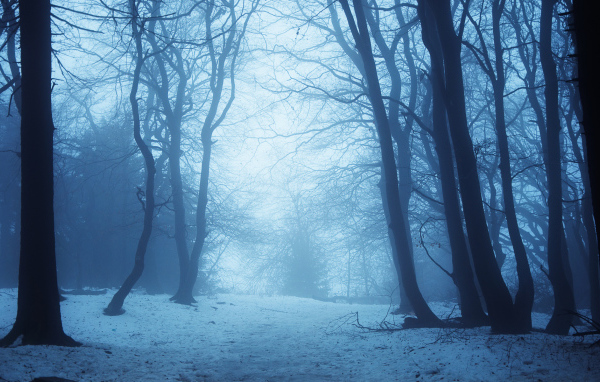Зимний лес втумане
