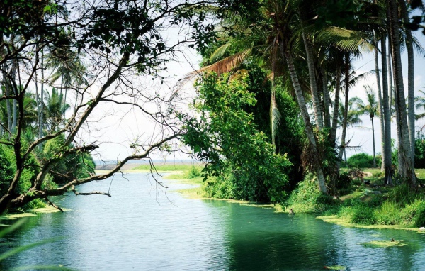 Лес на Бали