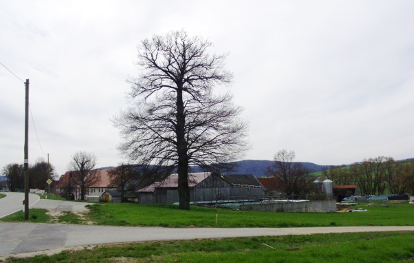 Сухое дерево в городе Лэнгенфельд, Австрия