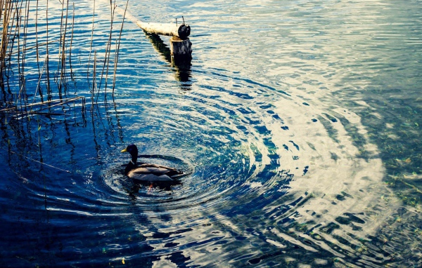 Утка на воде озера Клопайнер Зее, Австрия