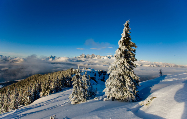 Заснеженная ель на горнолыжном курорте Шладминг, Австрия