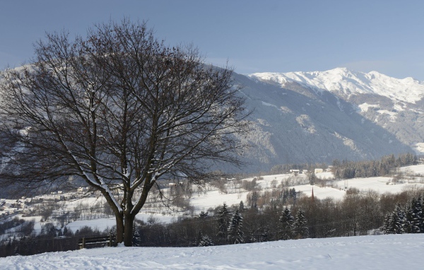 Дерево на фоне гор на курорте Лиенц, Австрия