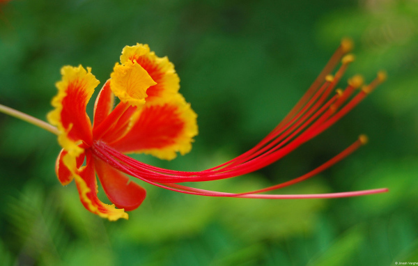 Красивый цветок в Барбадосе