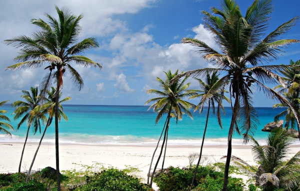 Пальмы на пляже в Барбадосе
