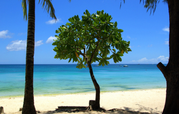 Дерево в Барбадосе