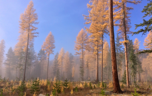 Доисторические леса, Британская Колумбия, Канада