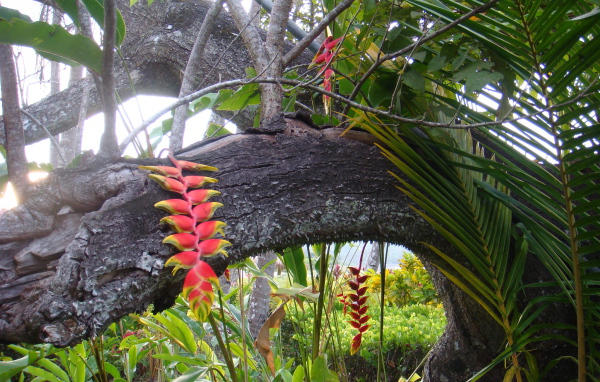 Красивые деревья в Коста-Рике