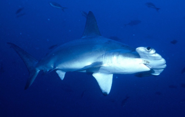 Акула-молот в Коста-Рика