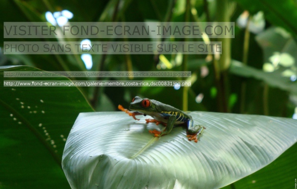 Геолинк Коста-Рика