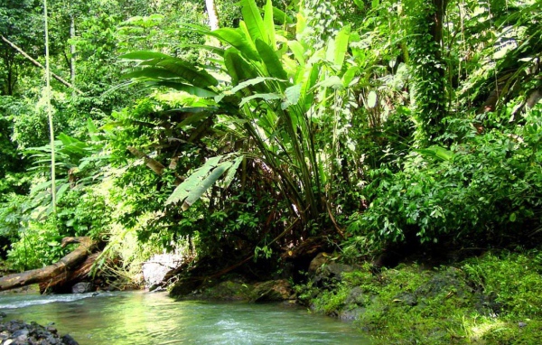 Джунгли Коста-Рика