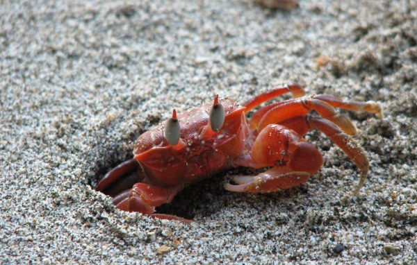 Изысканная страна Коста-Рика