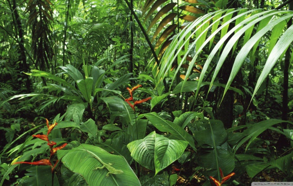 Дождевой лес Коста-Рика