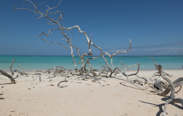 Ветки на пляже на курорте Кайо Санта Мария, Куба