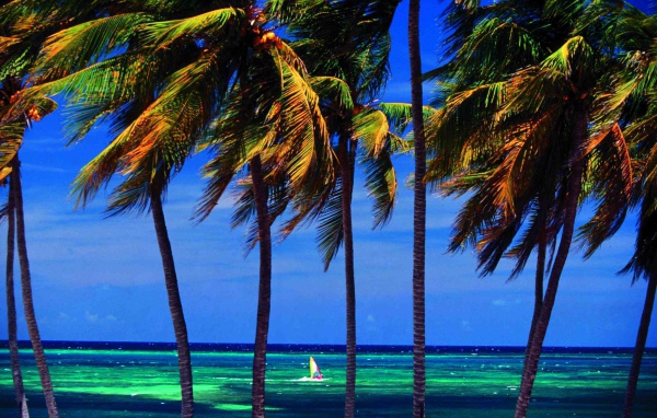 Пальмы на фоне моря на курорте Гуардалавака, Куба
