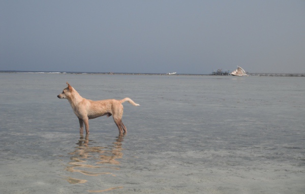 Собака в воде на курорте Марса Алам, Египет