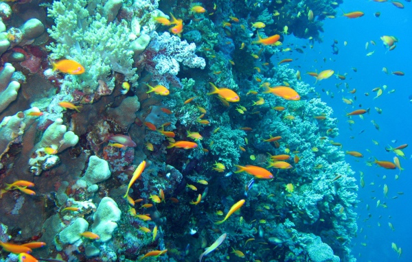 Морские красоты на курорте Марса Алам, Египет