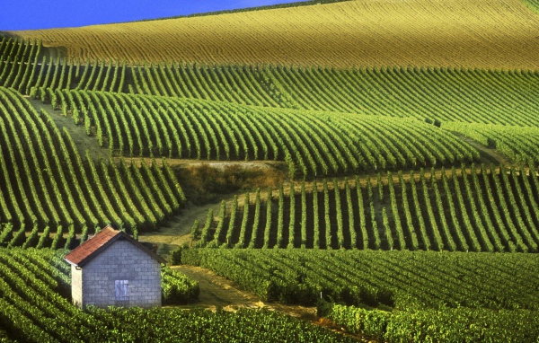 Бескрайние виноградники в провинции Шампань, Франция