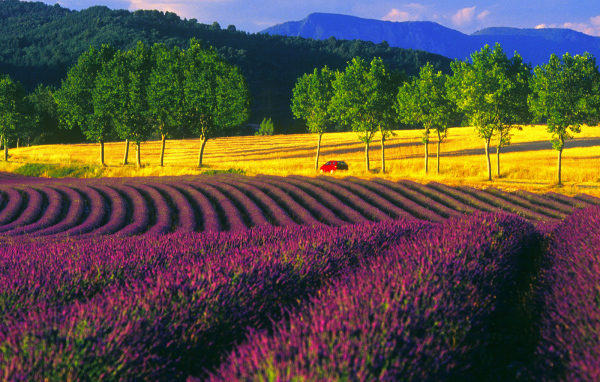 Пейзаж в Провансе, Франция