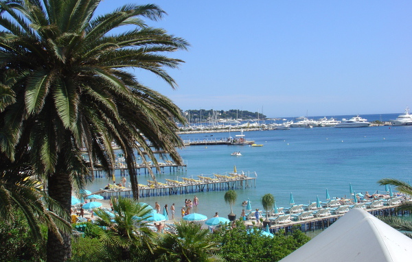 Пальма на фоне залива на курорте Антибы, Франция