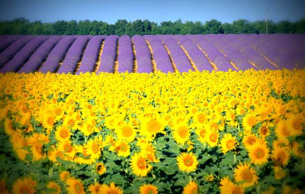 Подсолнухи в Провансе, Франция