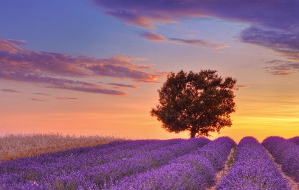 Дерево на фоне заката в Провансе, Франция