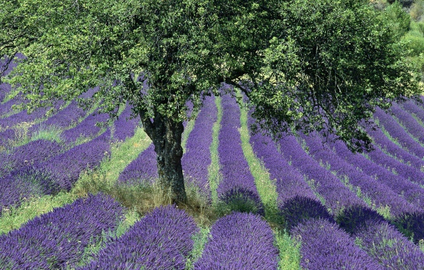 Дерево в поле в Провансе, Франция