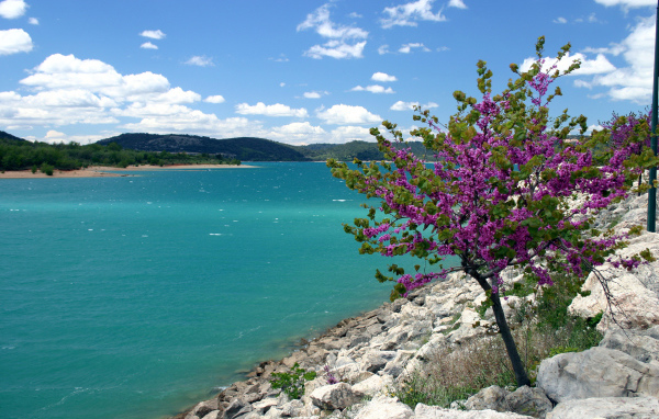 Дерево на берегу в Провансе, Франция