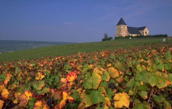 Виноградник в провинции Шампань, Франция
